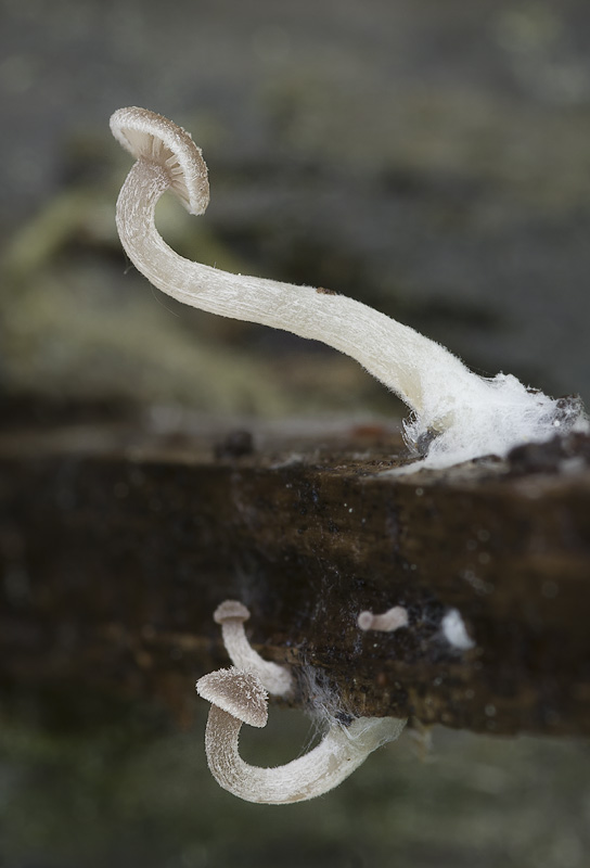 Trichocybe puberula